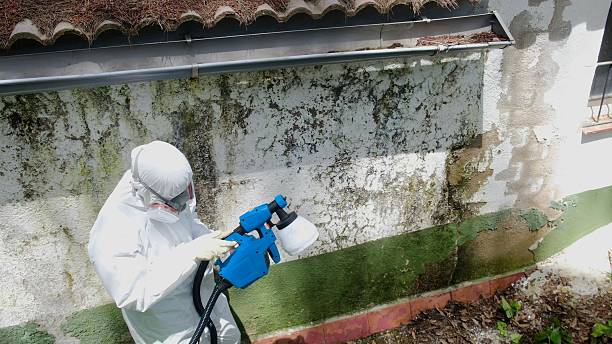 Trusted Attic Mold Removal service in Hiram, GA - Cheap Mold Removal